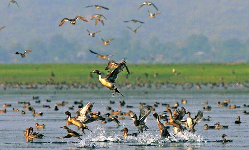 Bird Watching at Keenjhar Lake