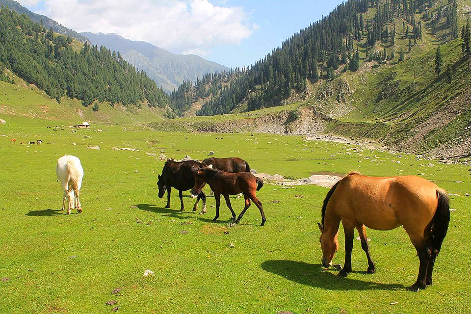 Allai Valley Pakistan | Travel Guide, Treks & Tours to Allai Valley Allai Valley –…